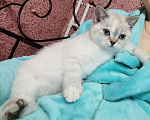 Кошки в Пушкино: Британские котятки Девочка, 15 000 руб. - фото 1