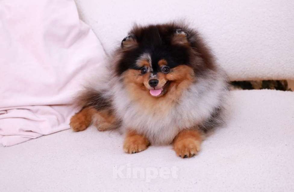 Собаки в Москве: Маленький принц, щенок померанский шпиц Мальчик, 80 000 руб. - фото 3