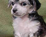 Собаки в Санкт-Петербурге: Серебристая крпсотка Девочка, 45 000 руб. - фото 1