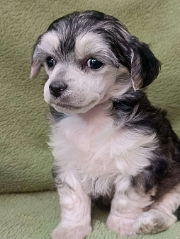 Серебристая крпсотка