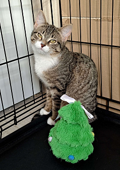 Котёнок  ищет дом 