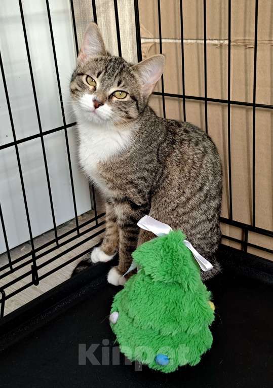 Кошки в Москве: Котёнок  ищет дом  Девочка, Бесплатно - фото 1