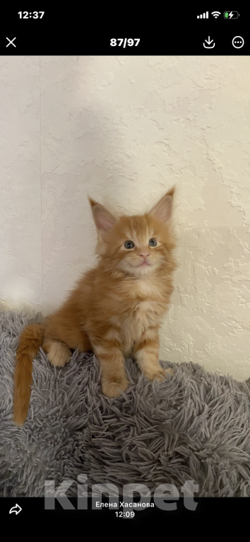 Кошки в Магнитогорске: Продажа котят Мейн-кунчиков Мальчик, 15 000 руб. - фото 1