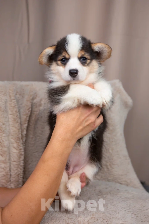Собаки в Новосибирске: Валерия щенок Вельш-Корги Пемброк  Девочка, 65 000 руб. - фото 7