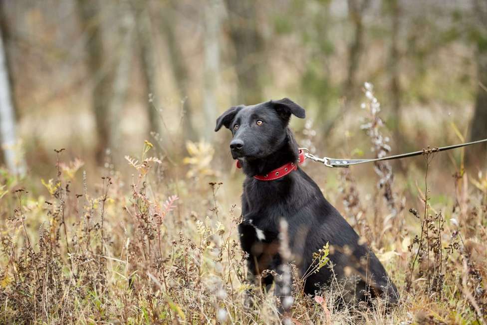 Собаки в Москве: Сури Девочка, Бесплатно - фото 4
