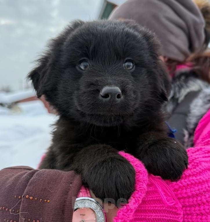 Собаки в Москве: Милый щенок Барни Мальчик, 1 руб. - фото 2
