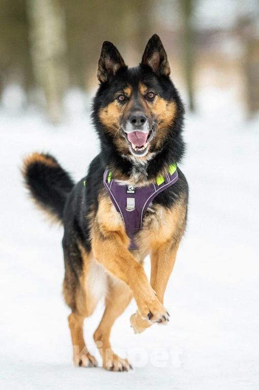 Собаки в Москве: Красавчик Арчи Мальчик, Бесплатно - фото 3