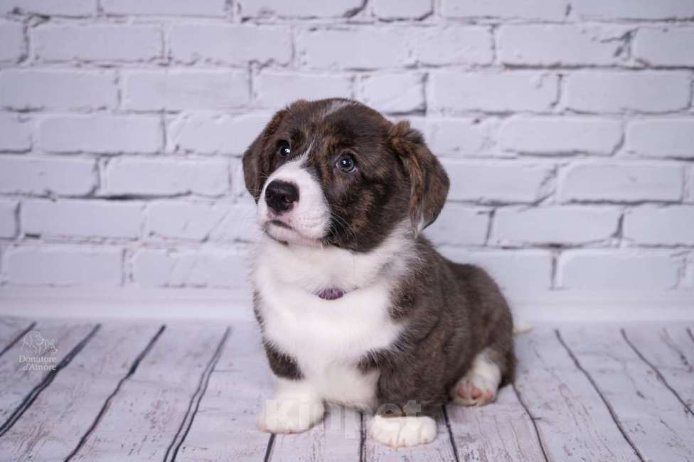 Собаки в Москве: Щенки Вельш-Корги Кардиган, 2 месяца, тигровый окр Мальчик, 50 000 руб. - фото 7