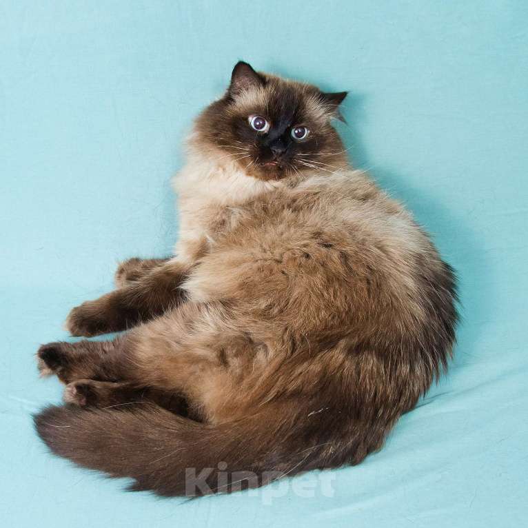 Кошки в Москве: Кот Ангел ищет любящую семью  Мальчик, Бесплатно - фото 3