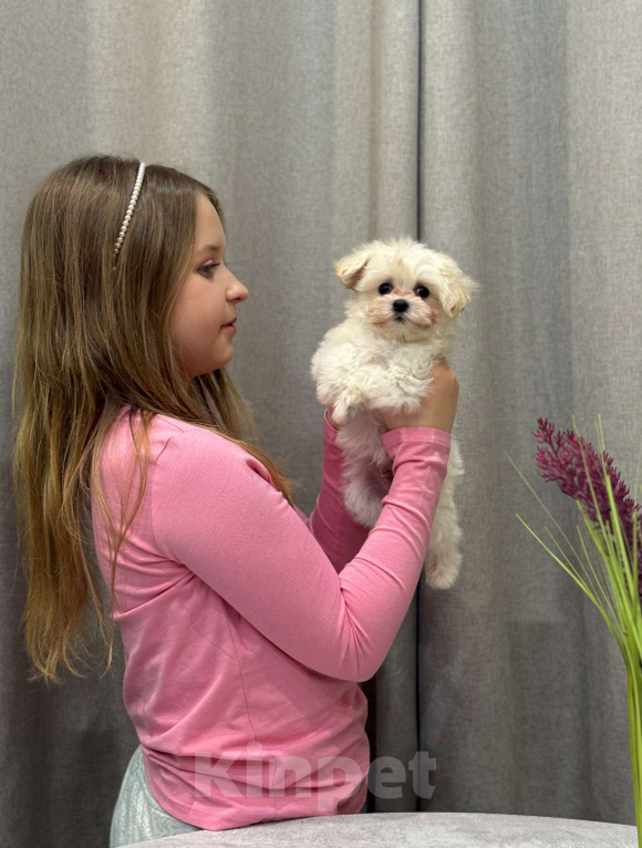 Собаки в Москве: Мальтипу мальчик 2 Мальчик, 150 000 руб. - фото 9
