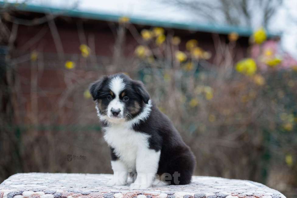 Собаки в Москве: Миниатюрная американская овчарка (мини-аусси) Девочка, 100 000 руб. - фото 3