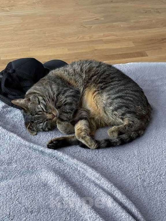 Кошки в Москве: Ищет дом кот, который умеет любить Мальчик, 10 руб. - фото 6