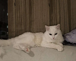 Кошки в Красноярске: кошечка в добрые руки  Девочка, Бесплатно - фото 1