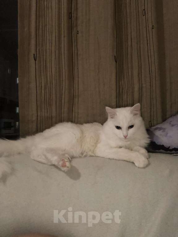 Кошки в Красноярске: кошечка в добрые руки  Девочка, Бесплатно - фото 1