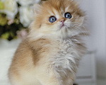 Кошки в Балашихе: Британская длинношерстная девочка Индика Девочка, 100 000 руб. - фото 6