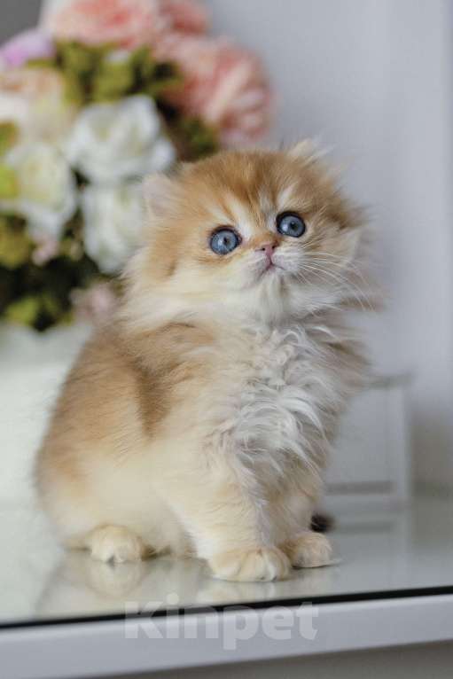 Кошки в Балашихе: Британская длинношерстная девочка Индика Девочка, 100 000 руб. - фото 6