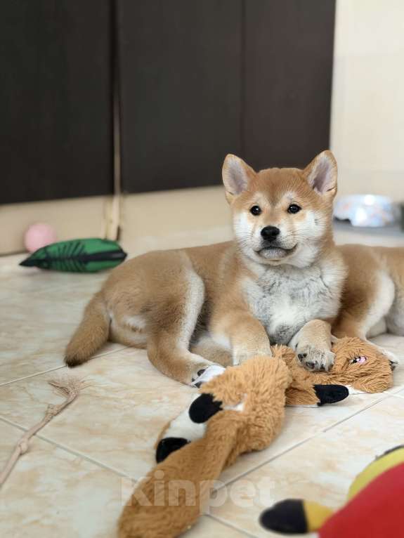 Собаки в Севастополе: Сиба-ину щенок мальчик Мальчик, 60 000 руб. - фото 7
