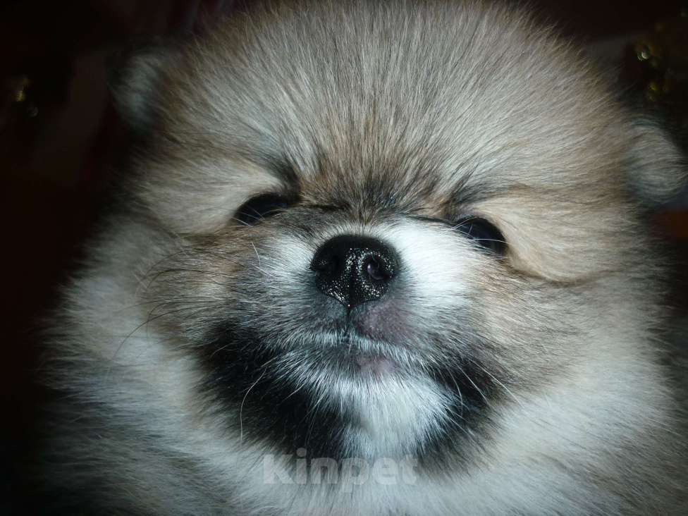 Собаки в Екатеринбурге: померанский шпиц Мальчик, 50 000 руб. - фото 2