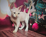 Кошки в Новокузнецке: Мальчик Рексик Мальчик, 40 000 руб. - фото 2