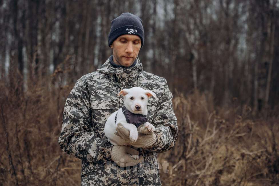 Собаки в Москве: Щенок-мальчик, в добрые руки Мальчик, Бесплатно - фото 3