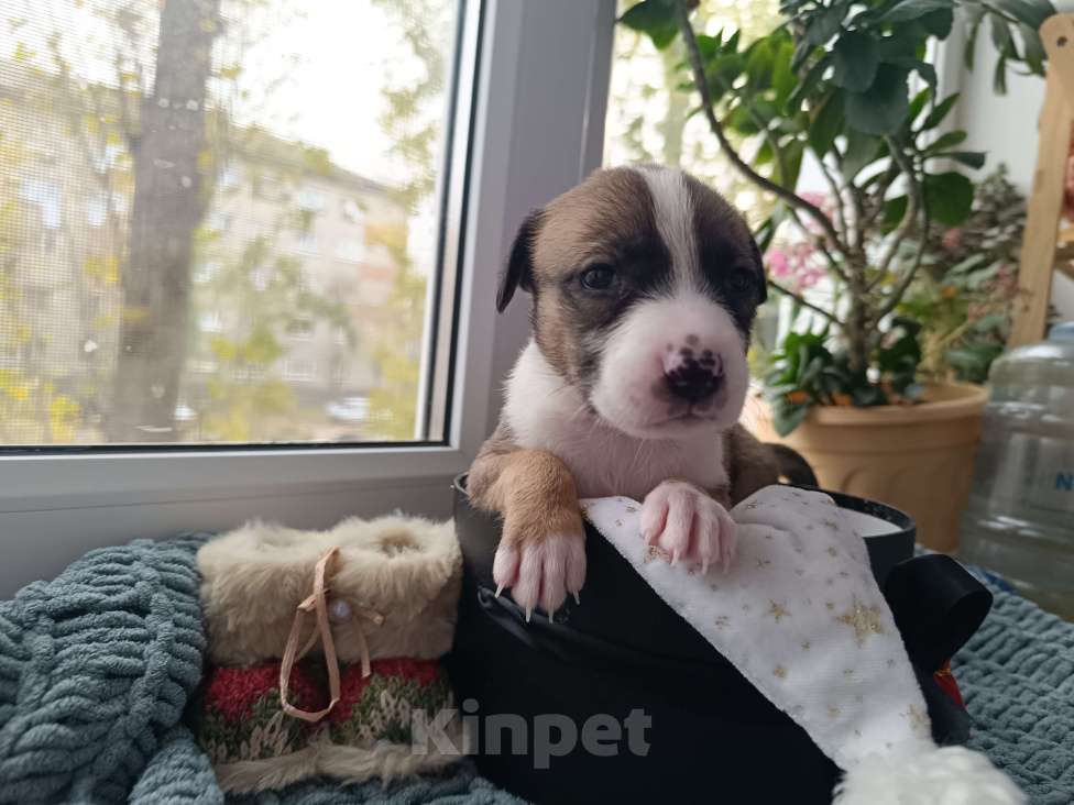 Собаки в Воронеже: Питбуль щенок Девочка, 10 000 руб. - фото 1