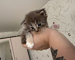 Кошки в Люберцах: продажа Мейн Куны Девочка, 25 000 руб. - фото 4