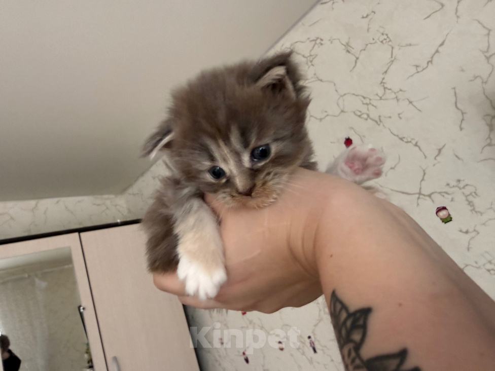 Кошки в Люберцах: продажа Мейн Куны Девочка, 25 000 руб. - фото 4