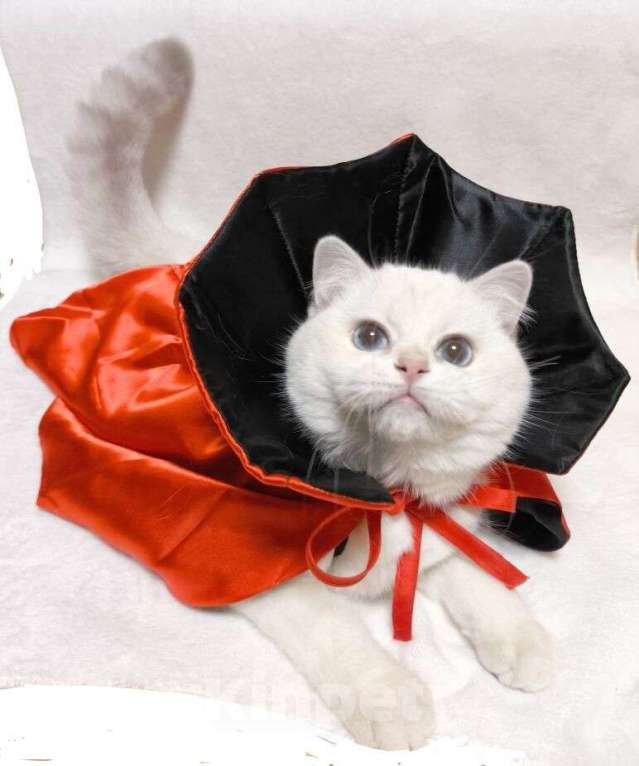 Кошки в Москве: Британчик золого окраса Мальчик, 40 000 руб. - фото 1