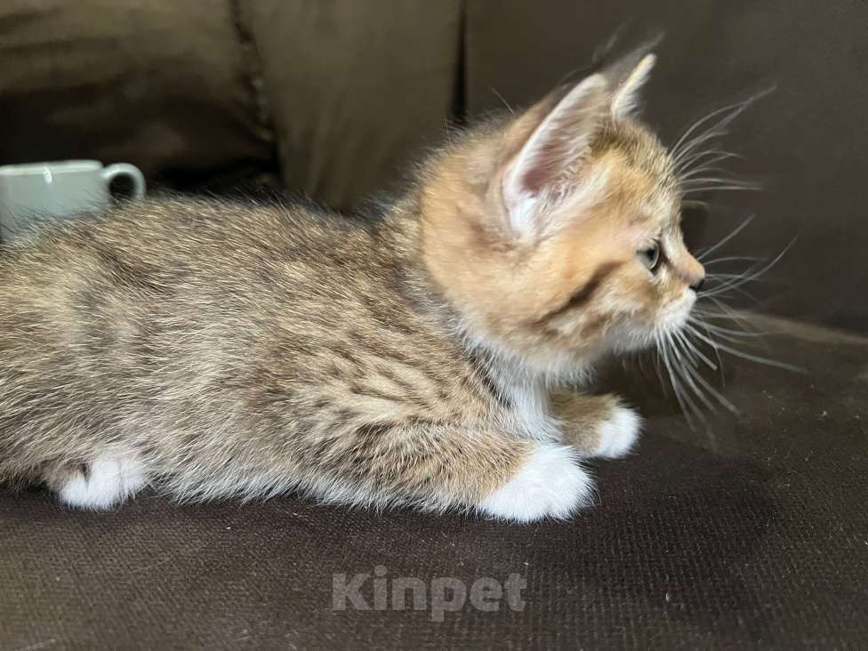 Кошки в Реутове: Шотландский прямоухий котенок Девочка, 15 000 руб. - фото 4