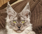 Кошки в Челябинске: Кошечка мейн кун Девочка, 50 000 руб. - фото 1