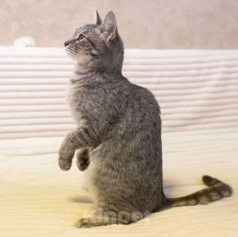 Кошки в Москве: Ласковая Соня живет одна без человека в пустой квартире Девочка, Бесплатно - фото 5