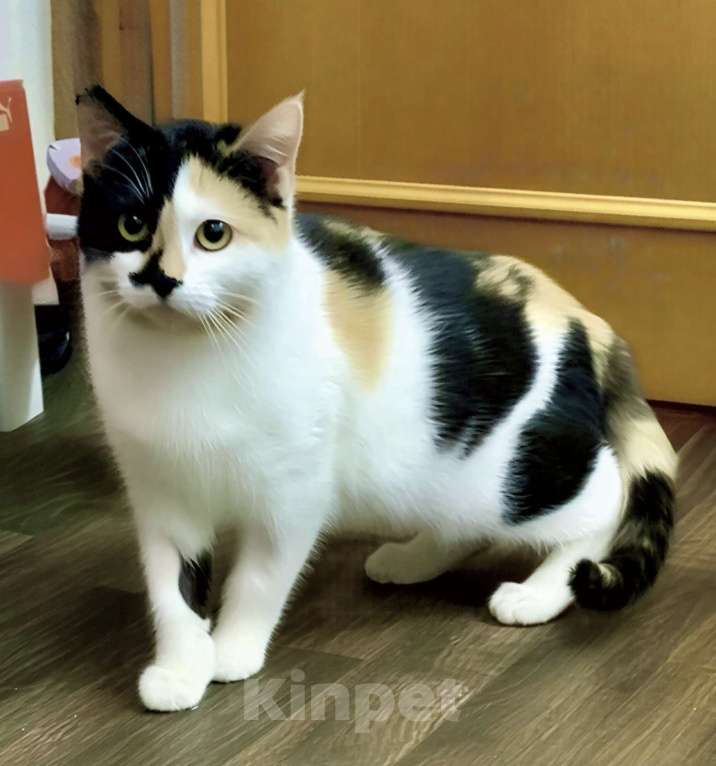 Кошки в Санкт-Петербурге: Кошечка ищет дом.  Девочка, Бесплатно - фото 1