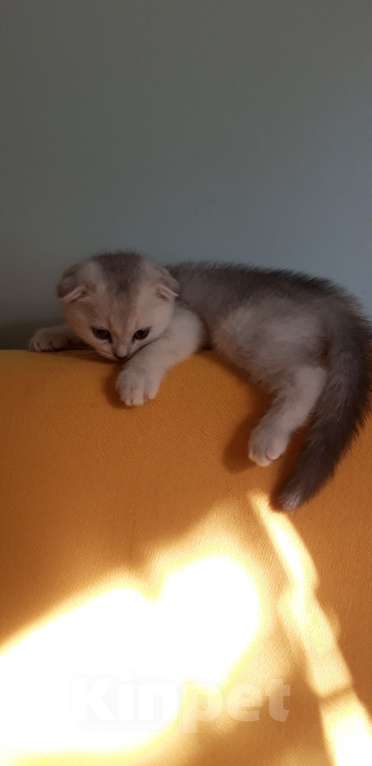 Кошки в Челябинске: Голубой шотландец Мальчик, 25 000 руб. - фото 4