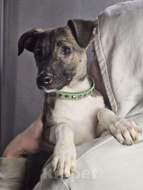 Собаки в Санкт-Петербурге: Лёлик и Болик. Очень ждут своего человека Мальчик, Бесплатно - фото 4