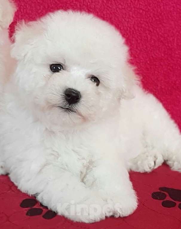 Собаки в Москве: Белоснежная девочка бишон фризе Девочка, 150 000 руб. - фото 2