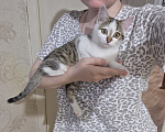 Кошки в других городах Иркутской области: Милый одинокий котёнок Девочка, Бесплатно - фото 8