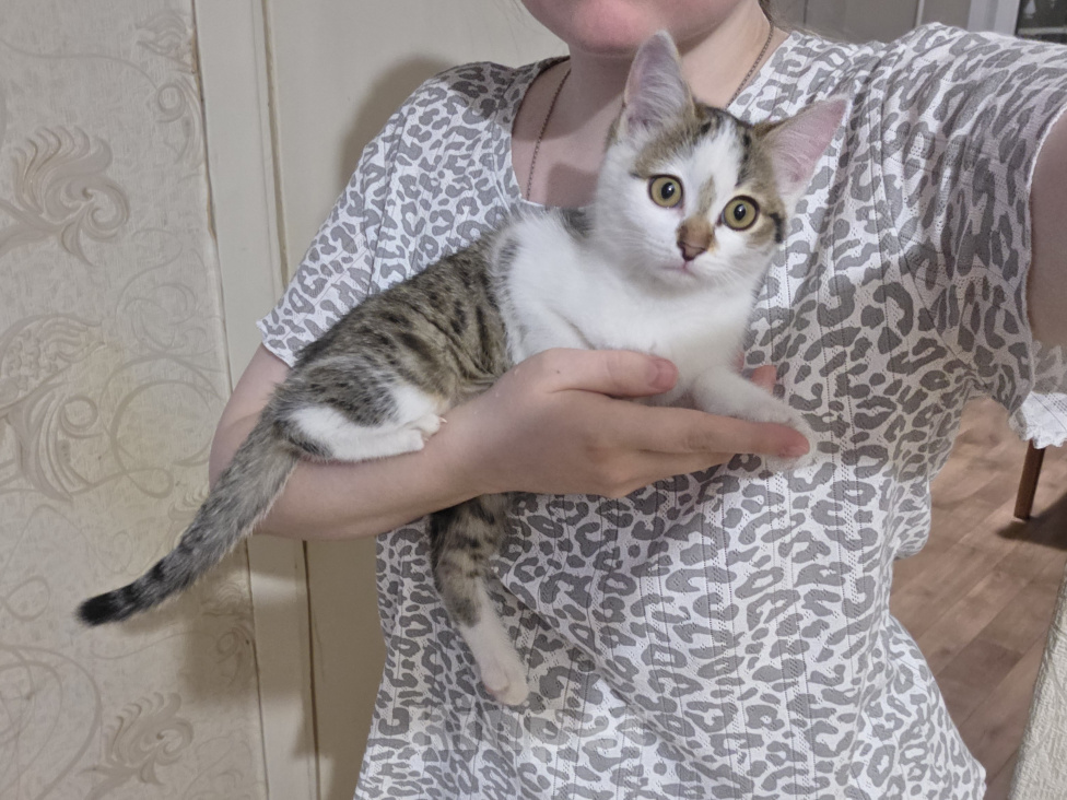Кошки в других городах Иркутской области: Милый одинокий котёнок Девочка, Бесплатно - фото 8