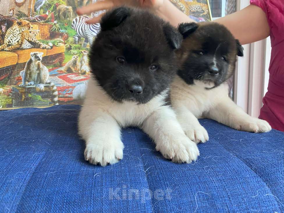 Собаки в Уфе: «Щенки американской акиты от титулованных родителей, докум. РКФ Разнополые, 50 000 руб. - фото 1