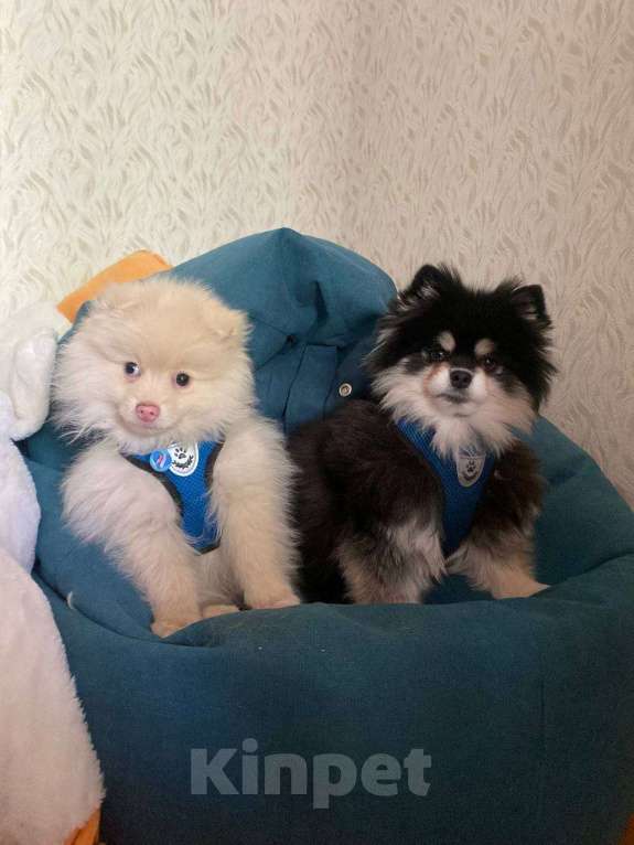 Собаки в Москве: Щенок немецкого шпица Мальчик, 19 000 руб. - фото 2