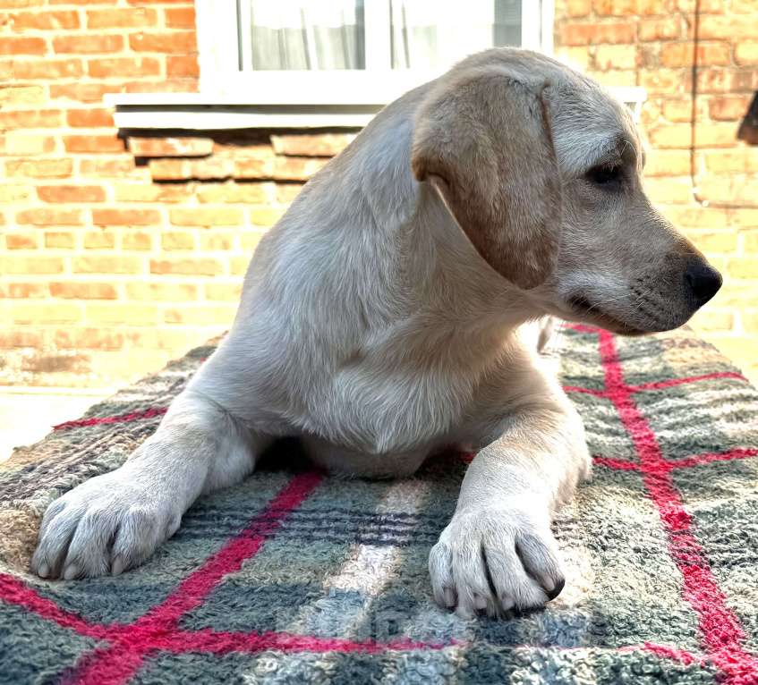 Собаки в Краснодаре: Щенки лабрадора палевые Мальчик, 25 000 руб. - фото 7