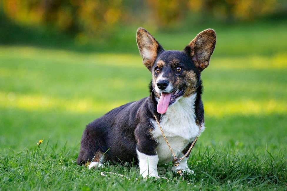 Собаки в Москве: Вельш корги кардиган мальчик  Мальчик, 30 000 руб. - фото 3