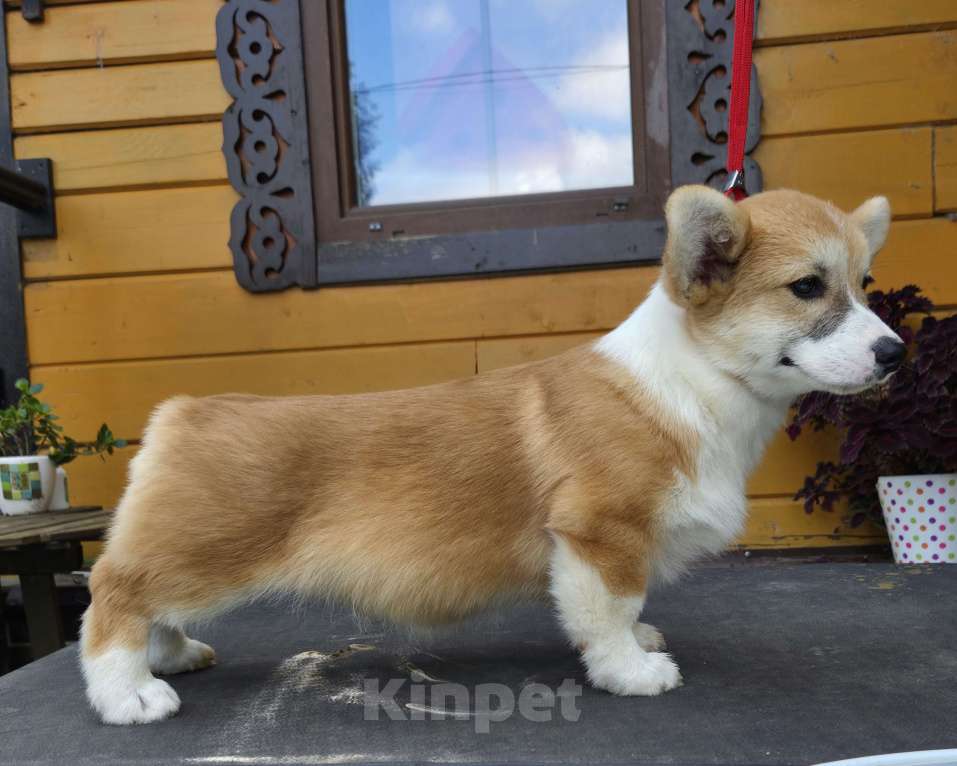 Собаки в Сергиеве Посаде: Мальчик Вельш Корги Пемброк 5 месяцев  Мальчик, 50 000 руб. - фото 6