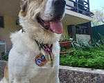 Собаки в Севастополе: Вязка алабая Мальчик, 1 руб. - фото 9
