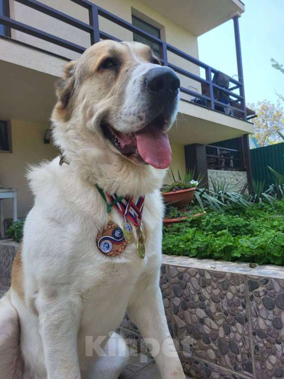 Собаки в Севастополе: Вязка алабая Мальчик, 1 руб. - фото 9