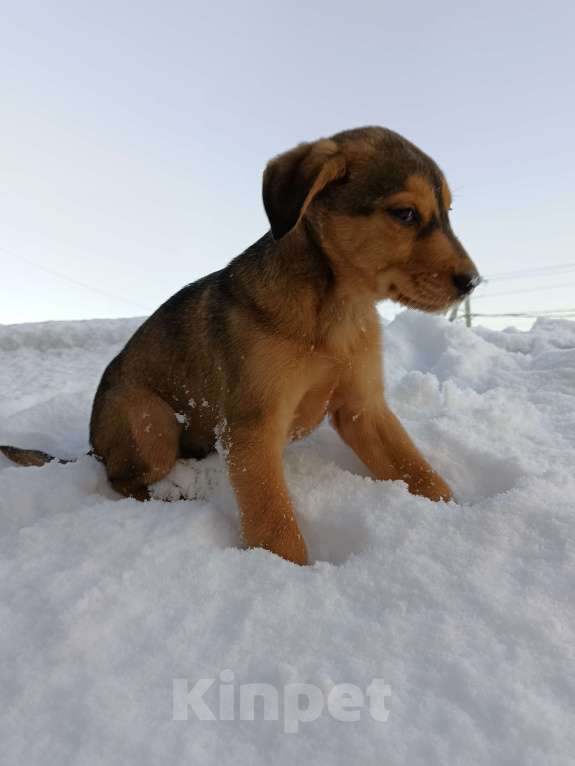Собаки в других городах Ленинградской области: Трехцветный язык Мальчик, Бесплатно - фото 6