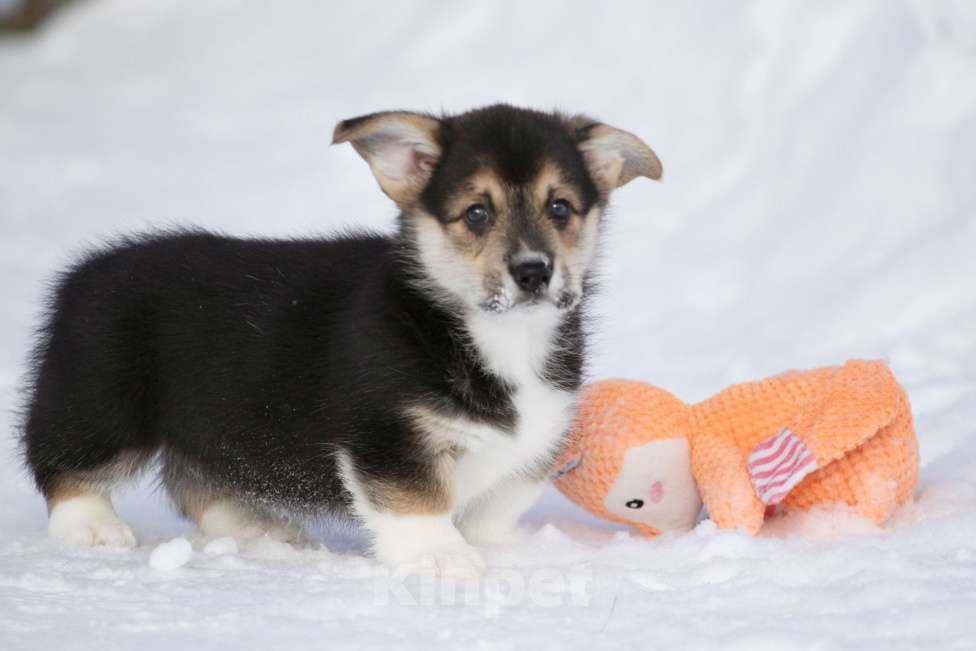 Собаки в Москве: Вельш корги пемброк Мальчик, 45 000 руб. - фото 4