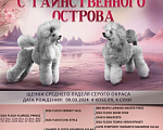 Собаки в Москве: Пуделя щенки Девочка, Бесплатно - фото 1