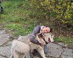 Собаки в Москве: Маламут Аякс в добрые руки Мальчик, 1 руб. - фото 4