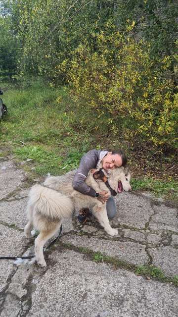 Собаки в Москве: Маламут Аякс в добрые руки Мальчик, 1 руб. - фото 4