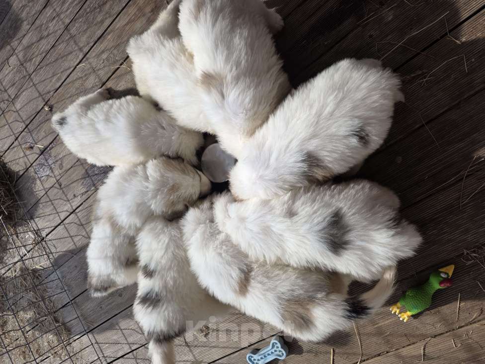 Собаки в Кингисеппе: Щенки Пиренейской горной собаки Разнополые, Бесплатно - фото 9